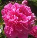Daphne Mullen - Facebook