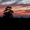 Daphne Oaks - @daphne.oaks - TikTok