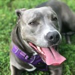 Daphne 🐾 - @daphne_the_pitty - Instagram