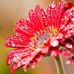 Daphne Pugh - Facebook