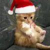 daphnevasquez427 - @daphnevasquez427 - TikTok