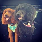 Natalie Robson - @wally_daphne_and_me - Instagram