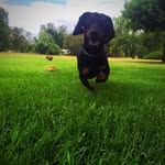 Kane Hartog - @stanley_chester_daphne_walter - Instagram