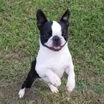 Daphne Lynn Ward - @ccbostons - Instagram