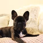 Ms. Daphne Weber González - @daphnelefrenchie - Instagram