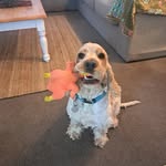 Basil-Daphne Weir - @hippyinheels88 - Instagram