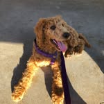 Daphne Blake Welsh - @daphne_thespoogal - Instagram