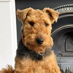 Daphne the Welsh Terrier - @daphnethewelsh - Instagram