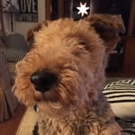 Daphne The Welshie - @welshiedaphne - Instagram