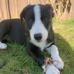 Havsrosens Daphne ”Dafi” - @daphnewelshie - Instagram
