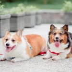 Daphne Winter Corgi - @daphne_dior_corgi - Instagram