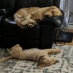 Harley and Daphne Wray - @harley_and_daphne - Instagram
