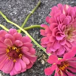 Dara Harrison - @longwoodflowers - Instagram