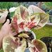Dara Green House - Facebook