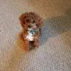 Dara Nadolsky - @dara.jean - TikTok