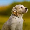 Uchuwi - @dara.kirkk - TikTok