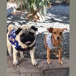 Dara e Marrone - @dara_e_marrone - Instagram