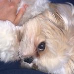 Shihtzu Sista’s ❤️ - @daramcgeemail - Instagram