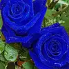 user6160415294088 - @daramoses2 - TikTok