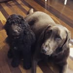 Charles Xavier+Darcy Theodore - @adventures_of_charlie_n_darcy - Instagram
