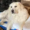 darbenokes - @darbenokes - TikTok