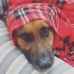 Darby Bell - @darbythedogger - Instagram