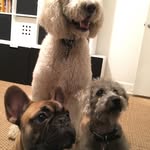 Darby, Bronson, And Crash - @mutleycrew - Instagram