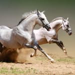 Darcie Morris - @darcie__loves_horses - Instagram