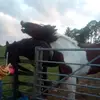 Leader Darci Watson - @horse.hype.house.123 - TikTok