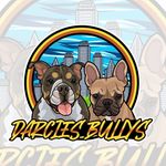 Darcie Avila - @darciesbullys - Instagram