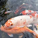 Darcie Ayers - Facebook