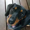 dog lover - @darciebaker4732 - TikTok