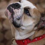 Darcie Ball - @ball.darcie - Instagram