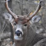 Darcy Bishop - @mywilderness39 - Instagram