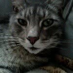 Darcy bishop - @kakihararocks - Instagram
