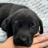 Darcie_theblacklab - @darcie_theblacklab - TikTok