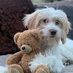 Darcie & Bruce🐱🐶 - @darcieandbrucexx - Instagram