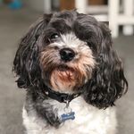 Robbie, Darcie, Carter, Ivy - @petstakenover - Instagram