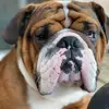 Darcie Christophe673 - @samsonthebadassbulldog - TikTok