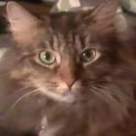 darcie colston - @dottie36ewabeach - Instagram