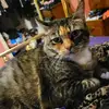 darciecrago - @darciemarcie123 - TikTok
