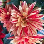 Darcie Curtis - Facebook