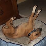Darcy dennis - @darcywolfenstiendennis - Instagram
