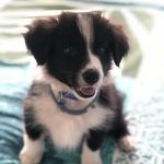 Darcy Dennis - @darcydennis19 - Instagram