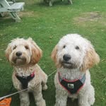 Darcie & Douglas - @darcieanddoug - Instagram