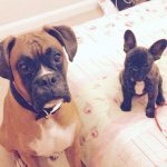⠀⠀⠀⠀⠀⠀⠀⠀⠀    🐾Duke & Darcie🐾 - @duke_and_darcie - Instagram