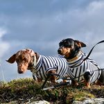 Darcey and Duke - @peakpups - Instagram