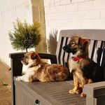 Darcy and Duke - @darcy_and_duke - Instagram