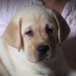 Mr Darcy, The Duke Of Balmoral - @mrdarcy_the_duke_of_balmoral - Instagram