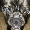 Darcie Dyer - @buddy.borris - TikTok